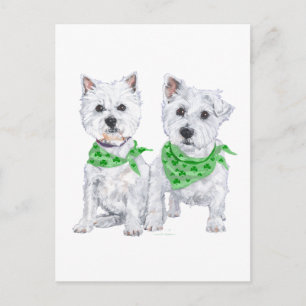 Two Sitting Westies on St Patricks Day Postcard
