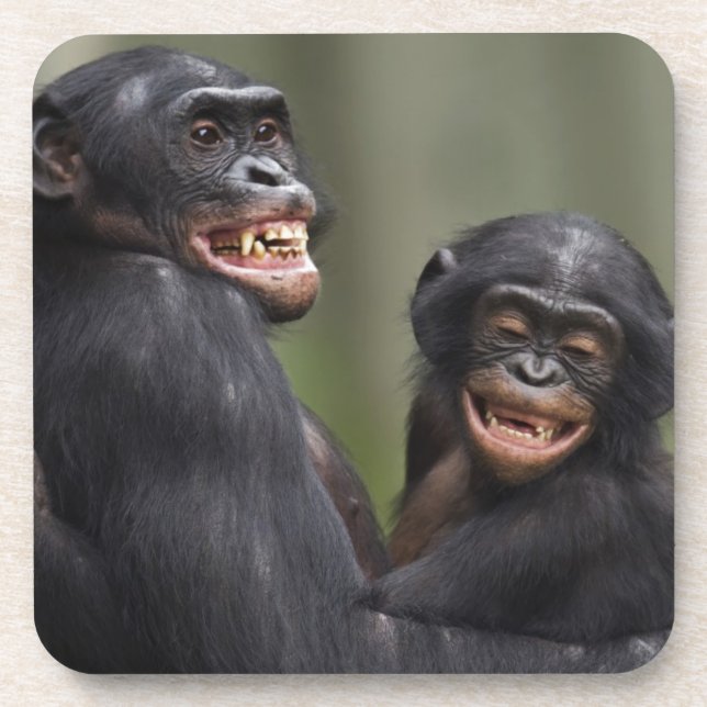 Two Smiling Bonobos Coaster (Front)