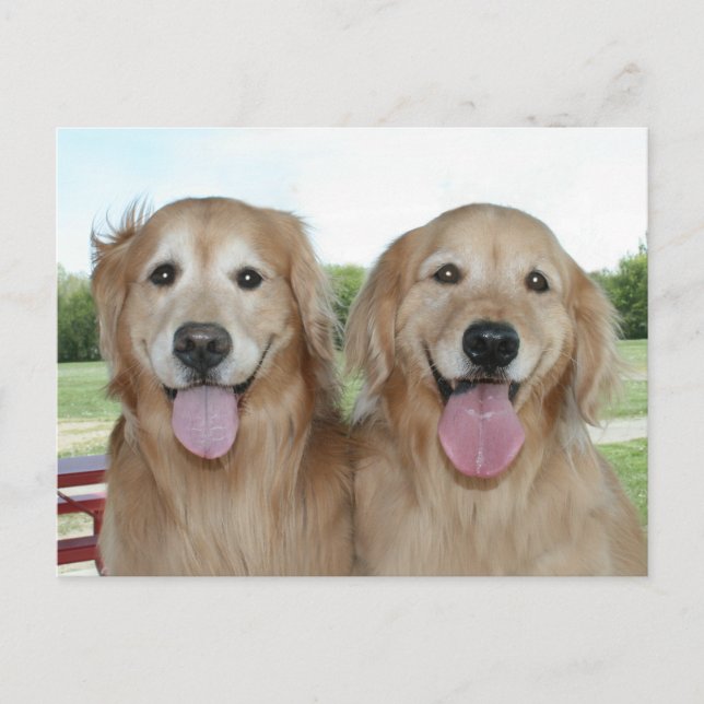 Two Smiling Golden Retrievers Just Saying Hi Postcard (Front)