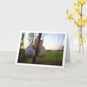Two Snails on a Stem Card
