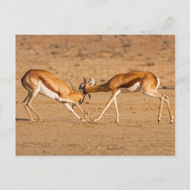 Two Springbok Antelope Fighting Postcard (Front)