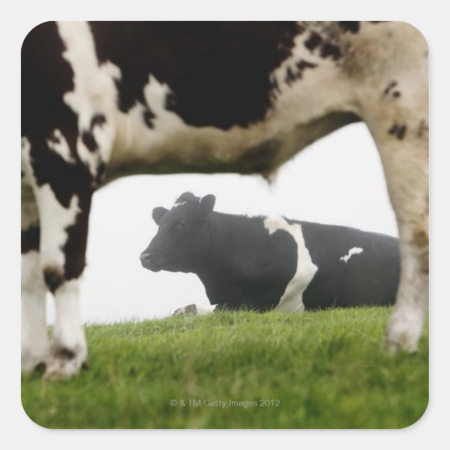 two square sticker (Front)