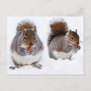 Two Squirrels Busy Eating Nuts Postcard