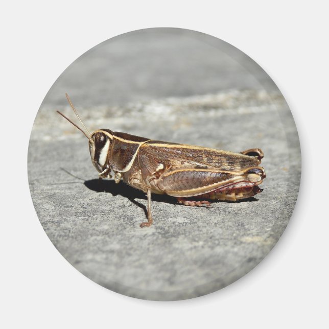 Two-Striped Grasshopper Magnet (Front)