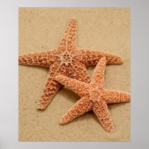 Two Sugar Starfish Poster