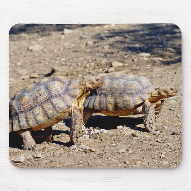 Two sulcata tortoises walking on ground mouse pad (Front)