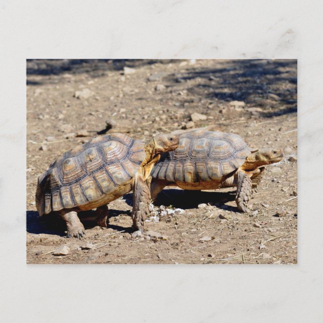 Two sulcata tortoises walking on ground postcard (Front)
