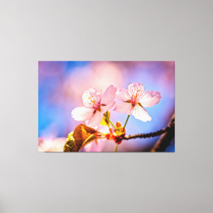 Two Sunlit Sakura Blossoms Canvas Print