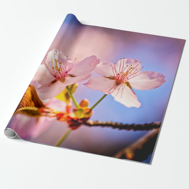Two Sunlit Sakura Blossoms Wrapping Paper (Unrolled)