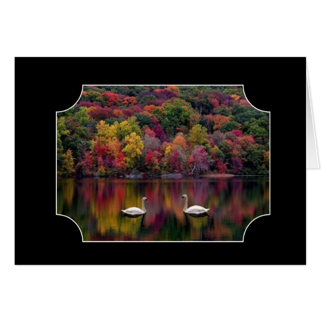 Two Swans (Front Horizontal)