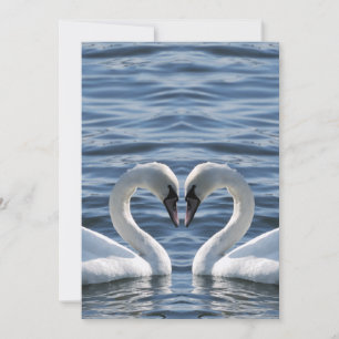 Two swans on the water