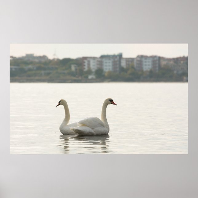 Two swans poster (Front)