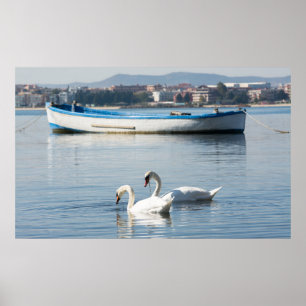 Two swans poster