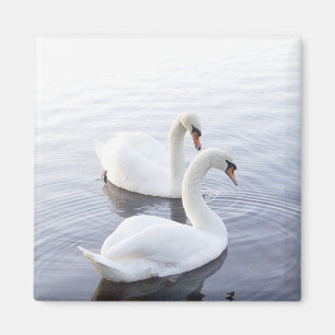 Two Swans Swimming on Tranquil Lake Magnet