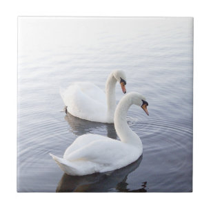 Two Swans Swimming on Tranquil Lake Tile