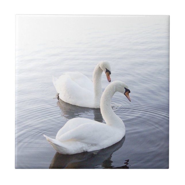 Two Swans Swimming on Tranquil Lake Tile (Front)