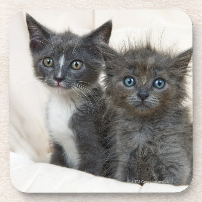 Two tabby kittens coaster (Front)