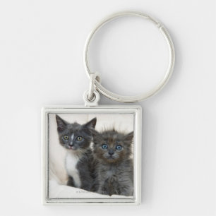 Two tabby kittens keychain