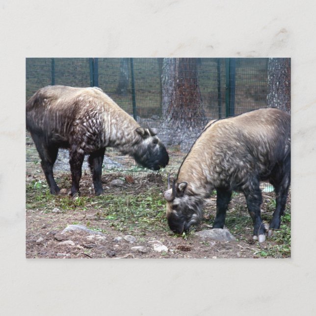 two takin postcard (Front)