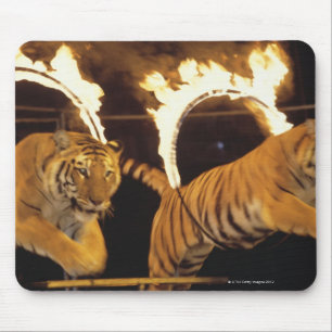 Two tigers leaping through burning rings of fire mouse pad