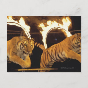 Two tigers leaping through burning rings of fire postcard