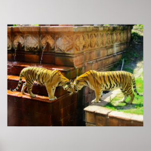Two Tigers Poster