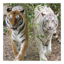 TWO TIGERS STRUTTING- WHITE AND BENGAL