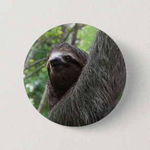 Two Toed Sloth Button