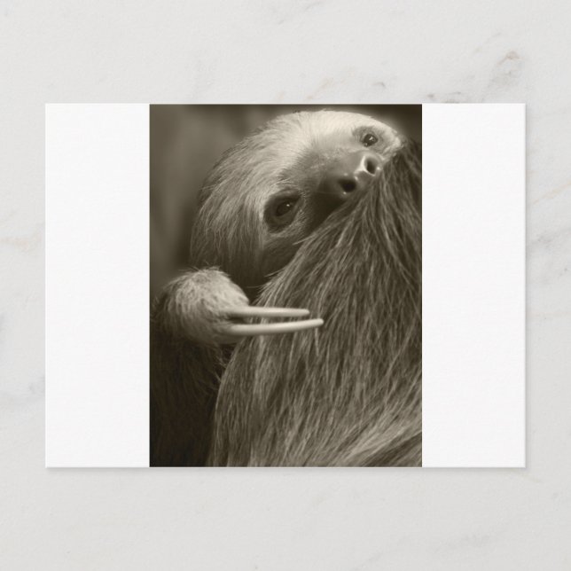 two toed sloth postcard (Front)