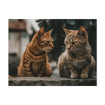 Two Tom Cats Talking Funny Cat