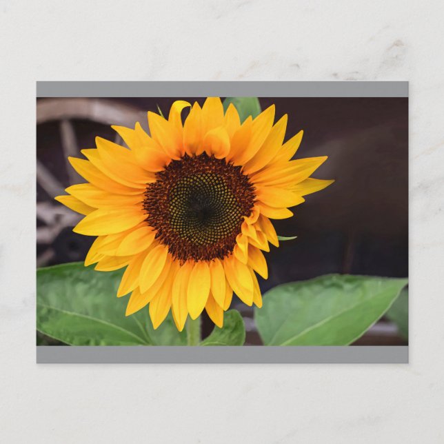 Two-Tone Mug, 15 oz Postcard (Front)