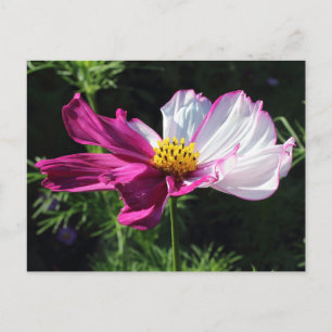 Two Toned Cosmos, Bute Park, Cardiff, Wales Postcard