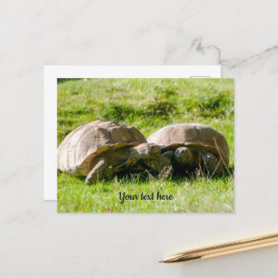 Two Tortoises - Best Friends! Postcard