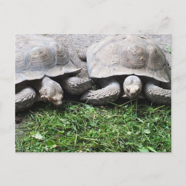 Two tortoises feeding postcard (Front)