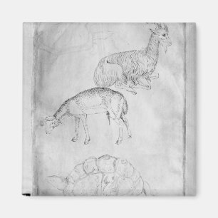 Two tortoises, goat and sheep magnet