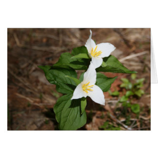 Two Trillium