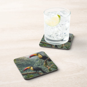 Two Tropical Toucan Birds, Coaster
