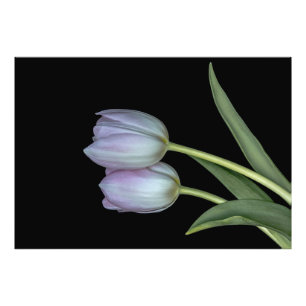 Two Tulips Photo Print