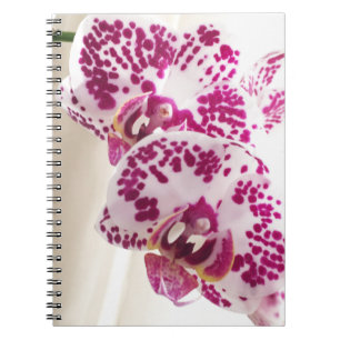 Two Variegated White and Purple Orchids Notebook