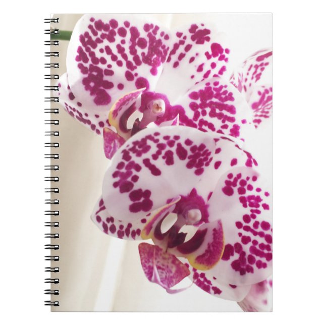 Two Variegated White and Purple Orchids Notebook (Front)