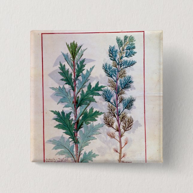 Two varieties of Artemesia 2 Inch Square Button (Front)
