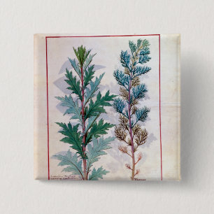 Two varieties of Artemesia 2 Inch Square Button