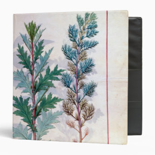 Two varieties of Artemesia Binder