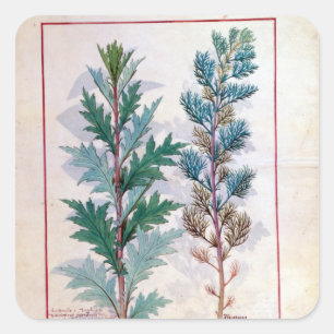 Two varieties of Artemesia Square Sticker