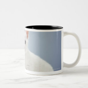 Two very young white kittens stare inquisitively Two-Tone coffee mug