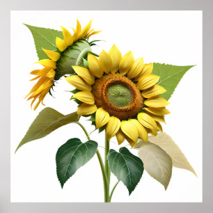 Two Vibrant Sunflowers with Lush Green Leaves Poster