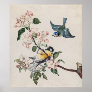Two Vintage Tit Birds on an Apple Tree Poster