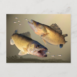 Two Walleye Feeding Postcard