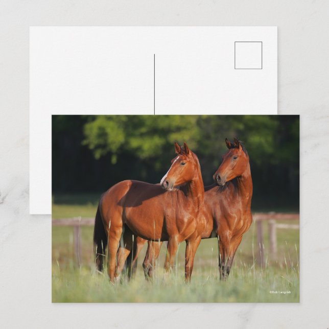 Two Warmblood Horses Standing In Field Postcard (Front/Back)