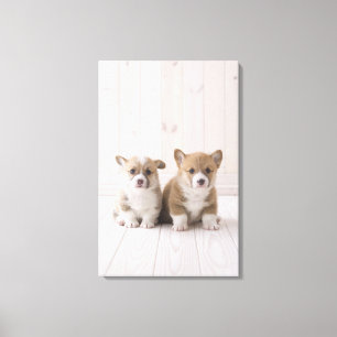 Two Welsh Corgi Sitting Canvas Print